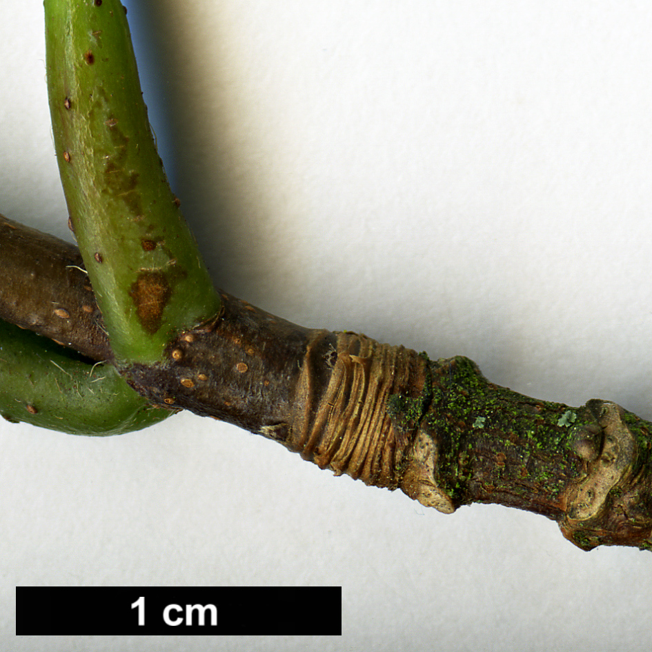 High resolution image: Family: Sapindaceae - Genus: Acer - Taxon: sterculiaceum - SpeciesSub: subsp. franchetii